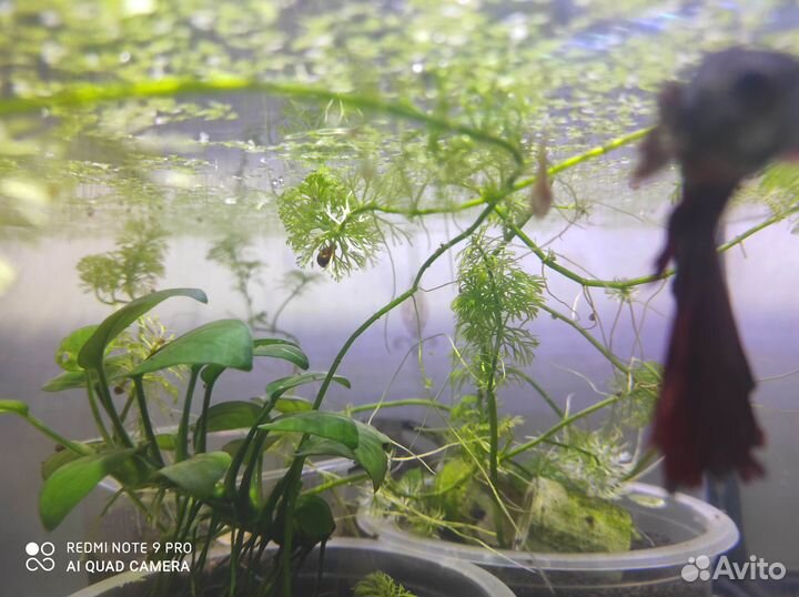 Рыбка петушок