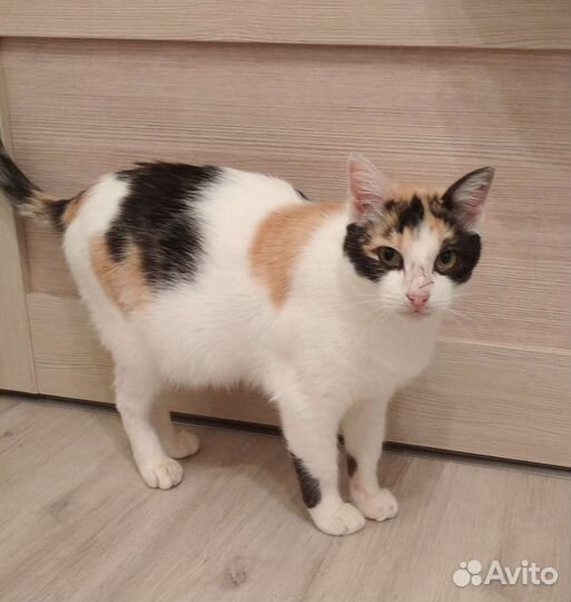 Кошечка. Ласковая старушечка в добрые руки