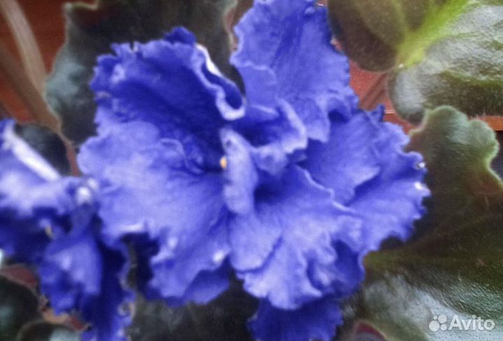 Цветы комнатные фиалки