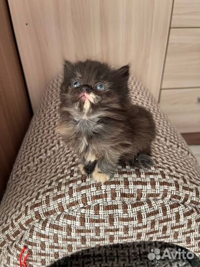 Скоттиш фолд