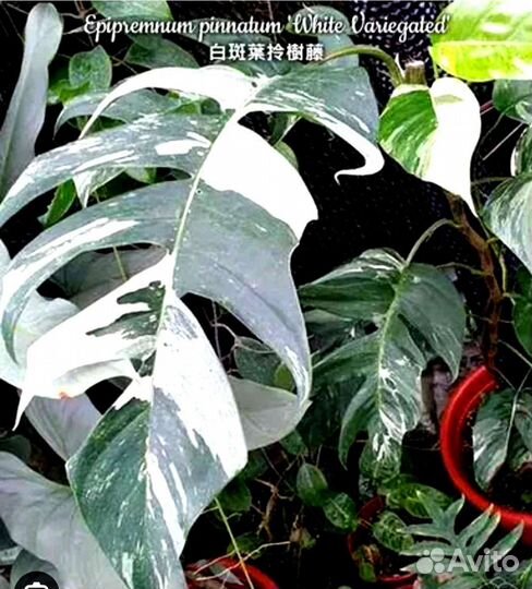 Эпипремнум пиннатум вайт