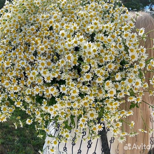 Букеты ромашек