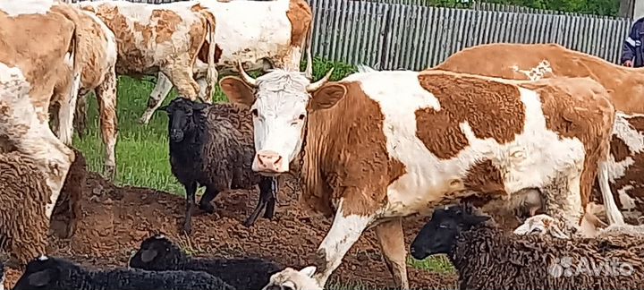 Коровы, телята,бычки, овцы,ягнята