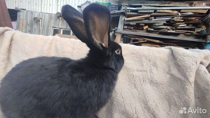 Кролик мясных пород великан