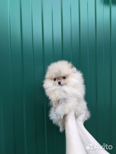 Мальчики мишки мини