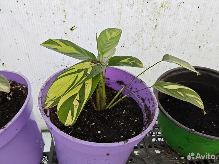 К тенанта вариегатная