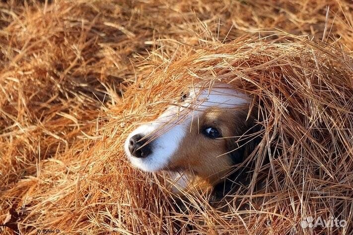 Солома в тюках в Дмитрове