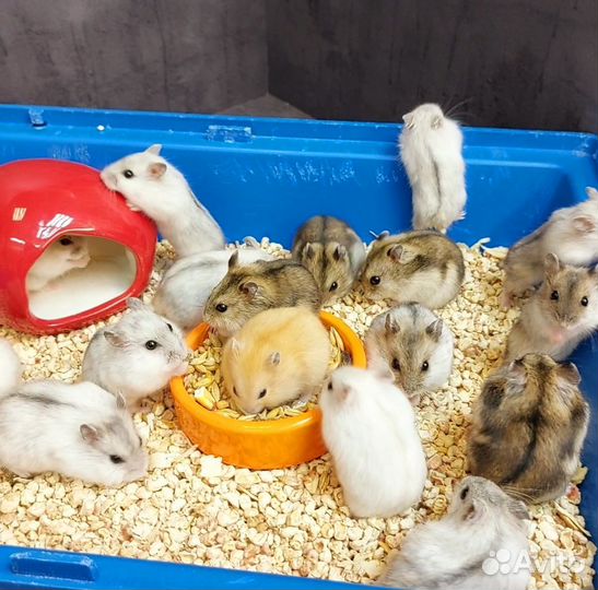 Джунгарский хомяк