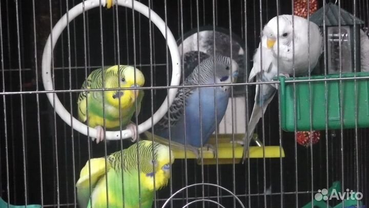 Передержка птиц