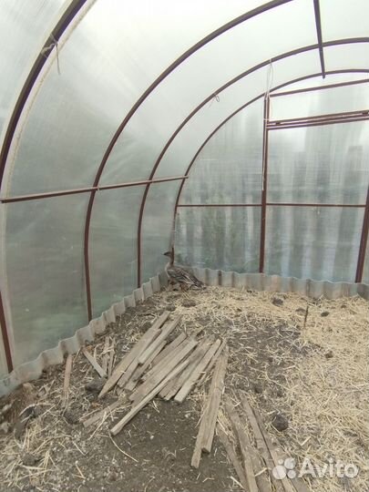 Дикий гусь гуменик