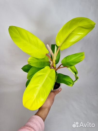 Филодендрон малай голд