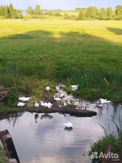 Яйцо гусиное