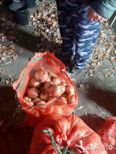 Лук репчатый