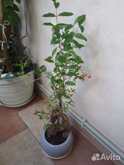 Гранат, монстера Альба