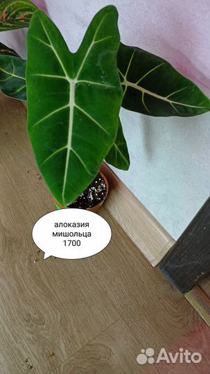 Алоказии