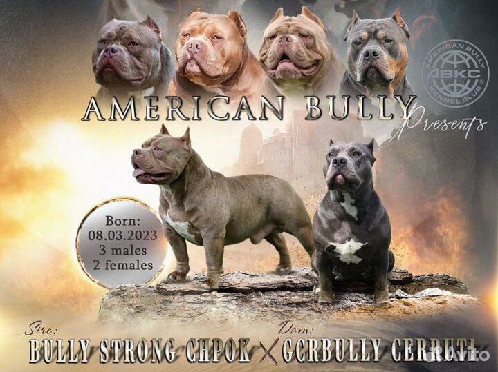 Щенки американский булли