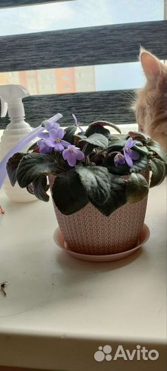 Комнатные цветы