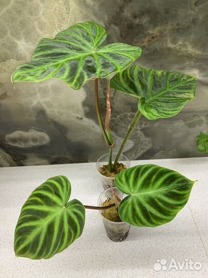 Филодендроны