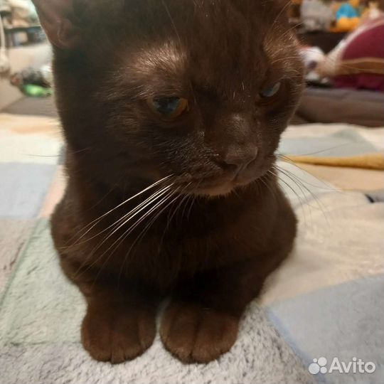 Коты в добрые руки 2 года