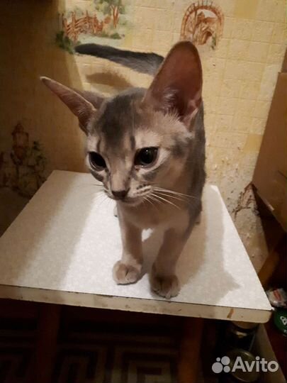 Абиссинские котята