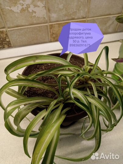 Домашние растения