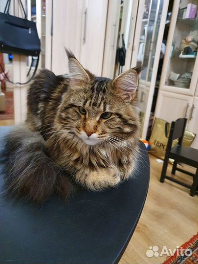 Мейн-кун вязка