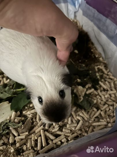 Морская свинка с клеткой бесплатно