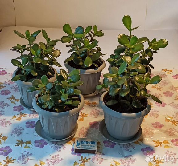 Денежное дерево, крассула, толстянка