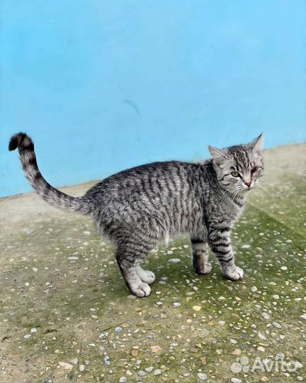 Отдам в добрые руки