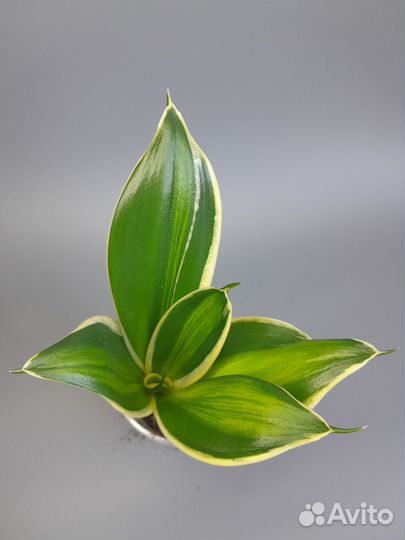 Сансевиерии сортовые