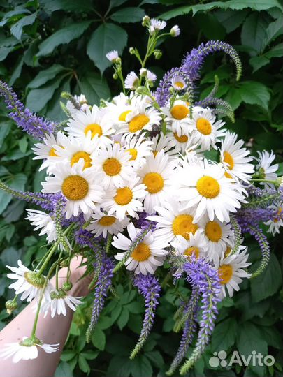 Ромашки полевые цветы