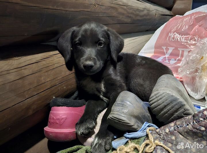 Метис лабрадора