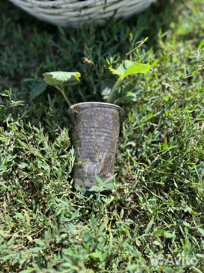 Рассада клубники