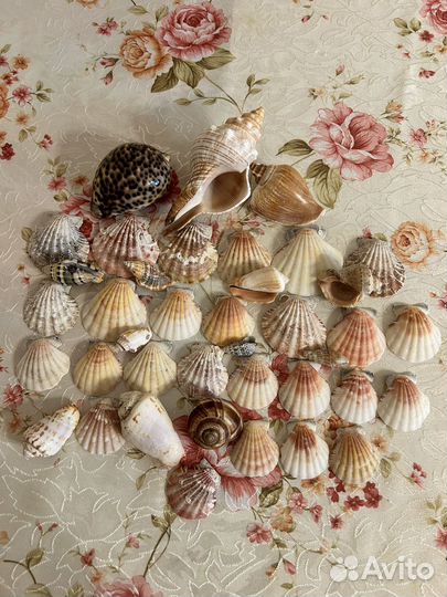 Морские ракушки раковины