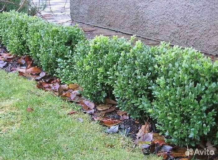 Саженцы самшита