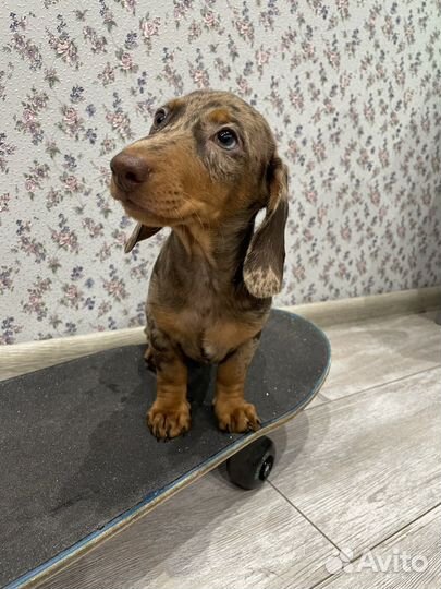 Такса мраморная миниатюрная