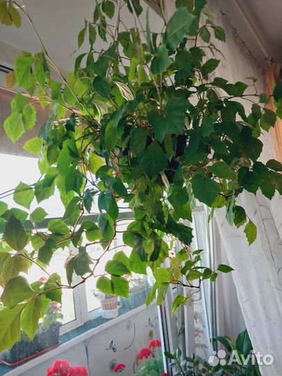 Комнатные цветы