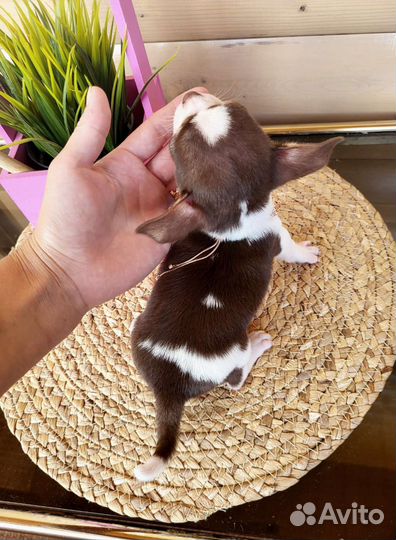 Чихуахуа супер мини шоколад