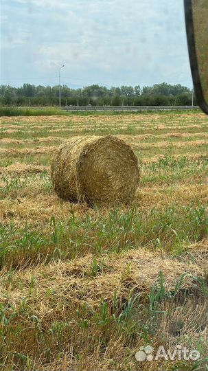 Сено солома