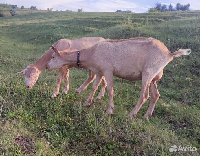 Чешские козы
