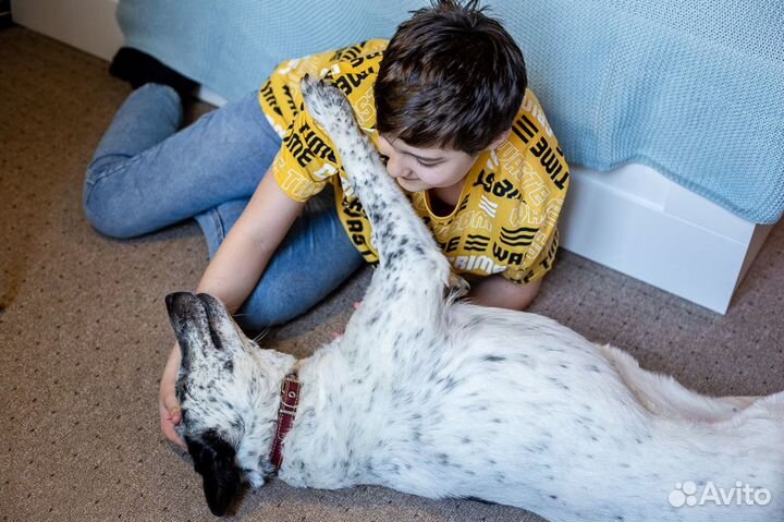 Слепая собака в добрые руки