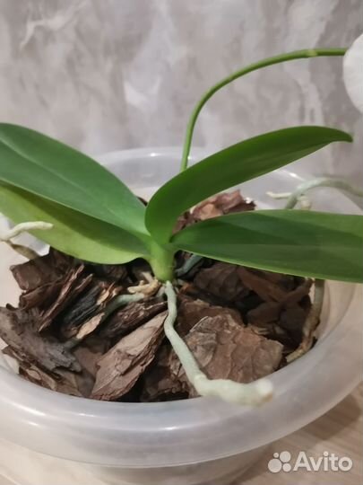 Орхидея фаленопсис