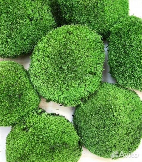 Стабилизированный мох, растения