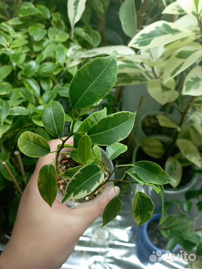 Фикус Лавли