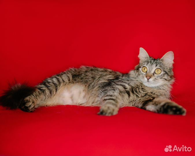 Кошка фенотип сибирской в дар