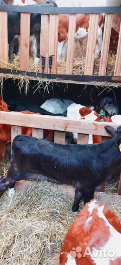 Телята. Доставка