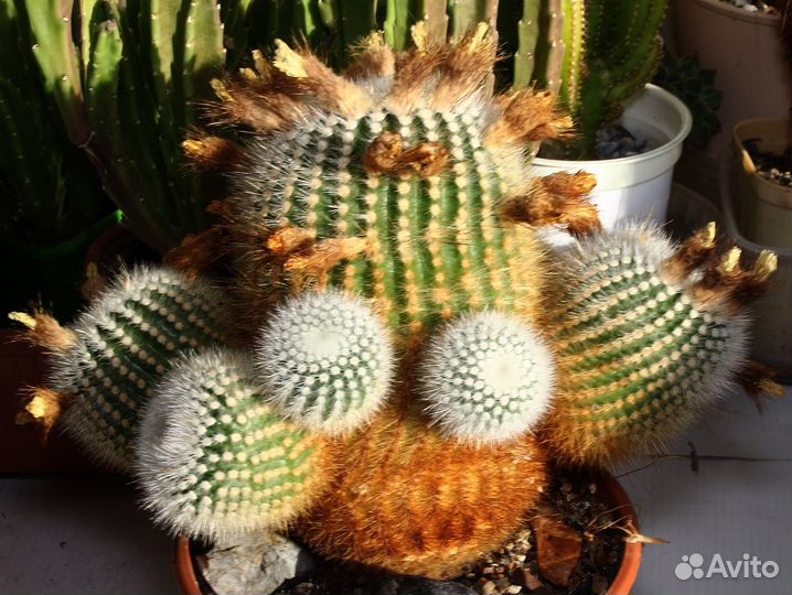 Кактусы и суккуленты