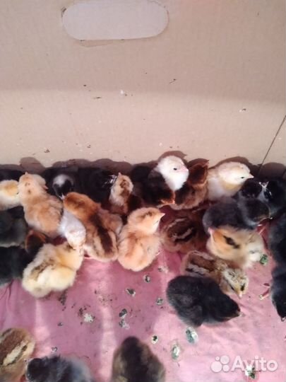 Суточные цыплята.Индюшата.Индоутята