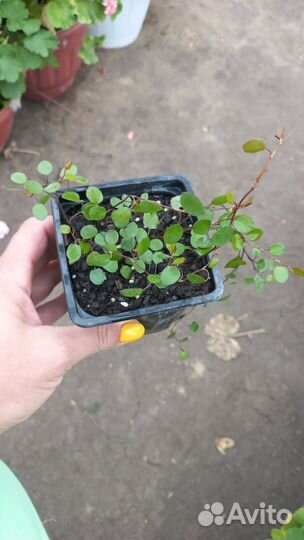 Комнатные растения цветы