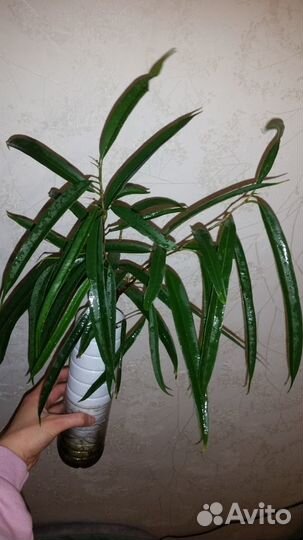 Фикусы биннендийка Али